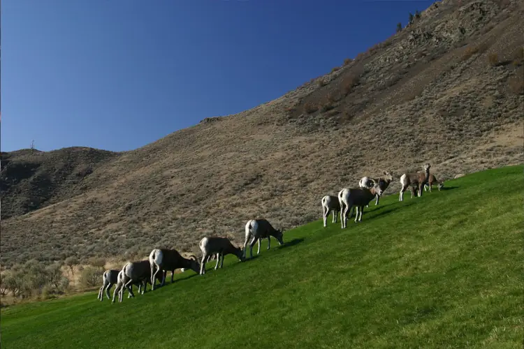 Bighorn sheep grazing
